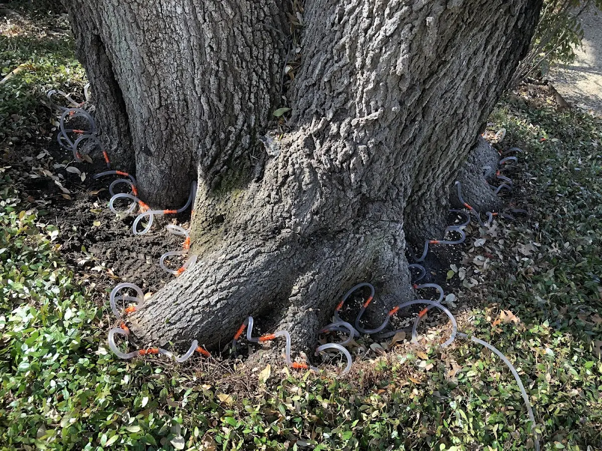 Detailed Tree Cabling and Bracing job site in Florala