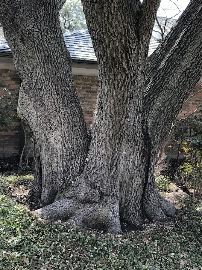 Mature heritage tree close to a Florala property cared for by certified arborists